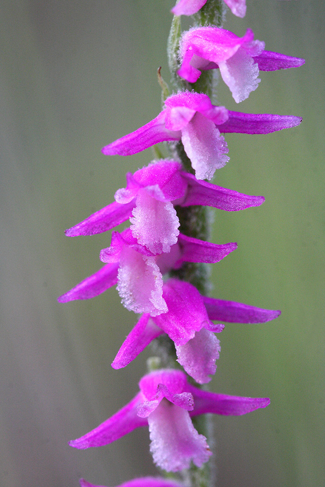 Image of Spiranthes australis specimen.