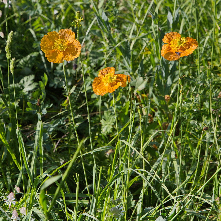 Image of Papaver croceum specimen.