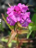 Dianthus barbatus. Соцветие. Иркутская обл., Иркутский р-н, окр. села Пивовариха, у дороги в трещине бетона. 21 07.2013.