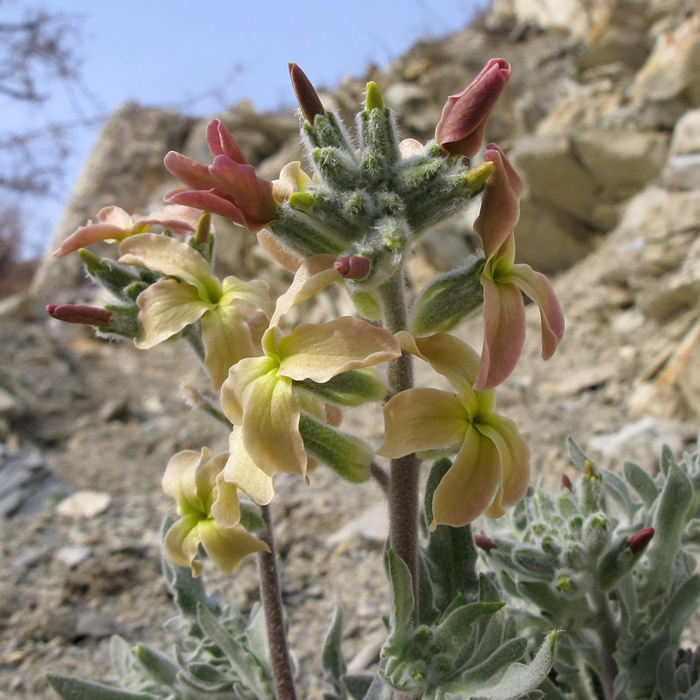 Image of Matthiola odoratissima specimen.