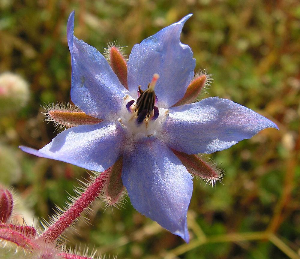 Изображение особи Borago officinalis.