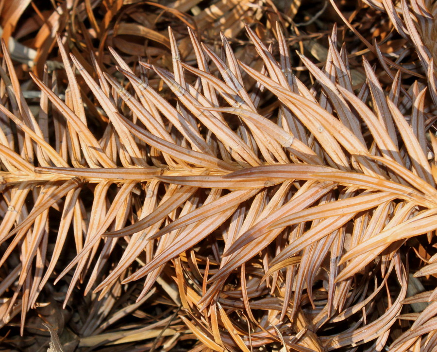 Image of Cunninghamia lanceolata specimen.