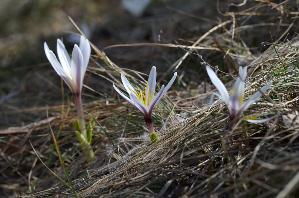 Image of Colchicum kesselringii specimen.