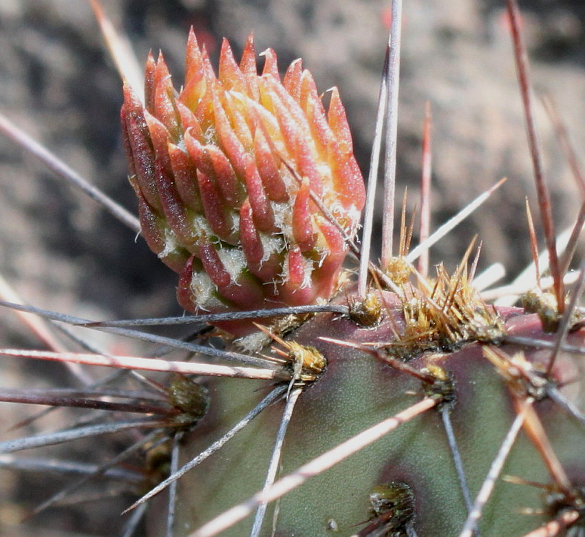 Image of genus Opuntia specimen.