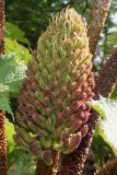 Gunnera tinctoria. Соцветие. Германия, г. Дюссельдорф, Ботанический сад университета. 04.05.2014.