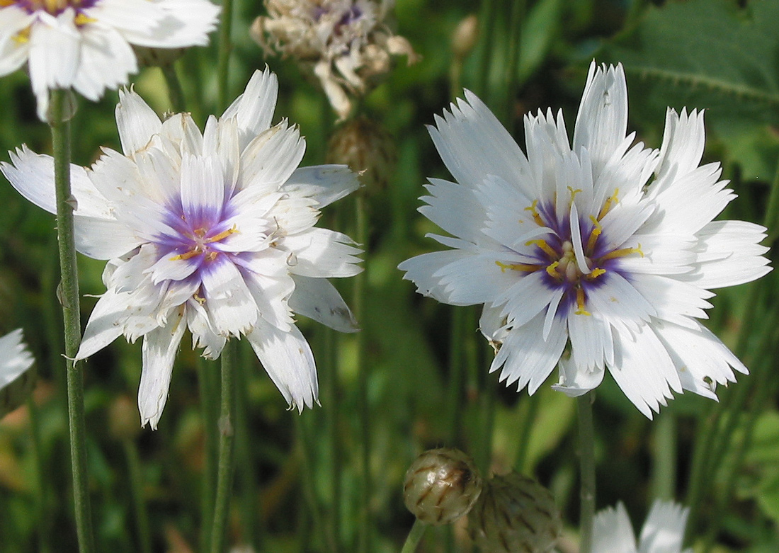 Изображение особи Catananche caerulea.