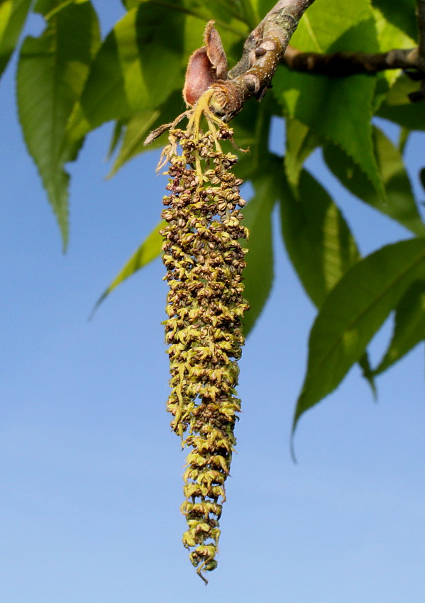 Изображение особи Carya ovata.