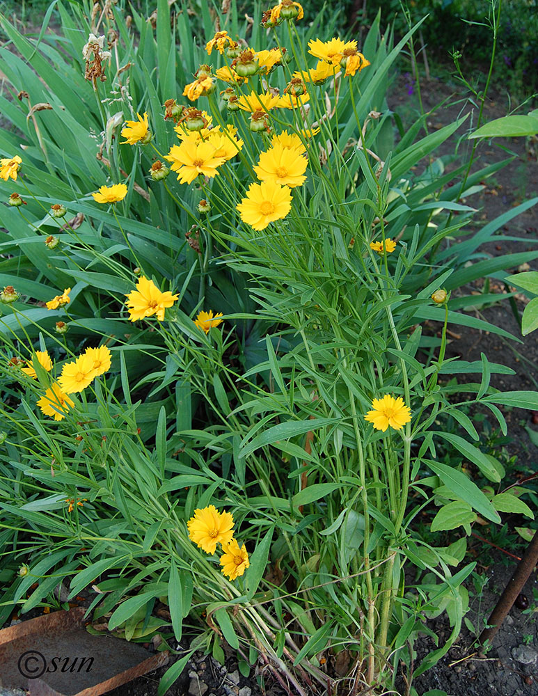 Image of Coreopsis grandiflora specimen.