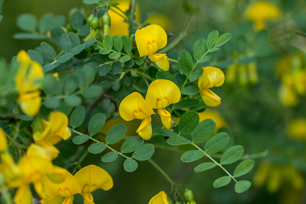 Изображение особи Colutea cilicica.