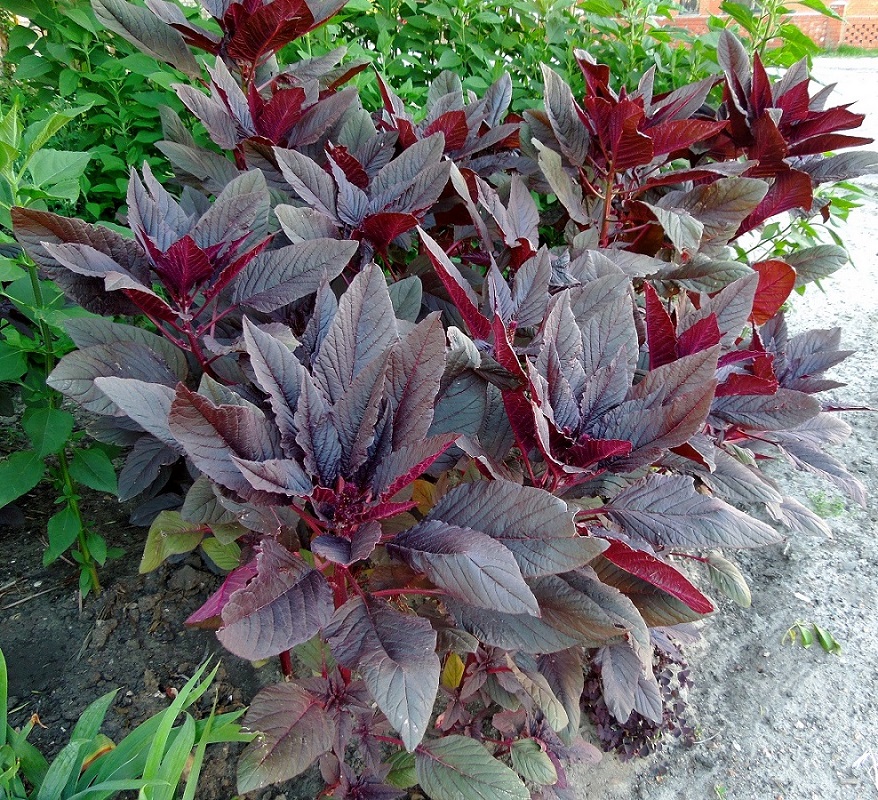 Image of Amaranthus hypochondriacus specimen.