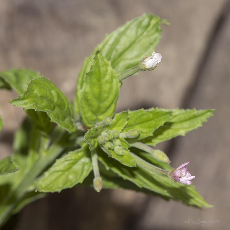 Image of genus Epilobium specimen.