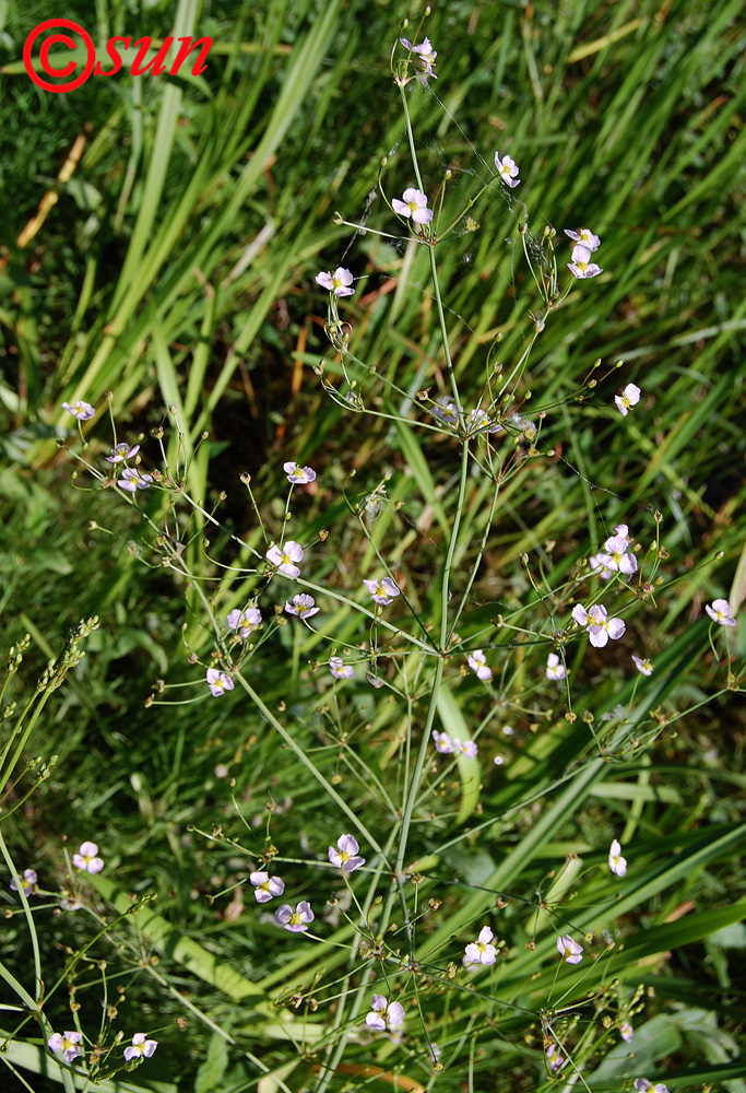 Image of Alisma plantago-aquatica specimen.