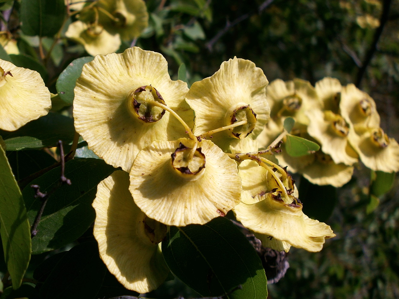 Image of Paliurus spina-christi specimen.