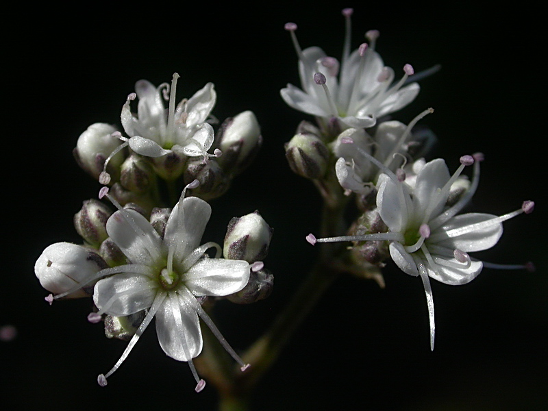 Image of Gypsophila fastigiata specimen.