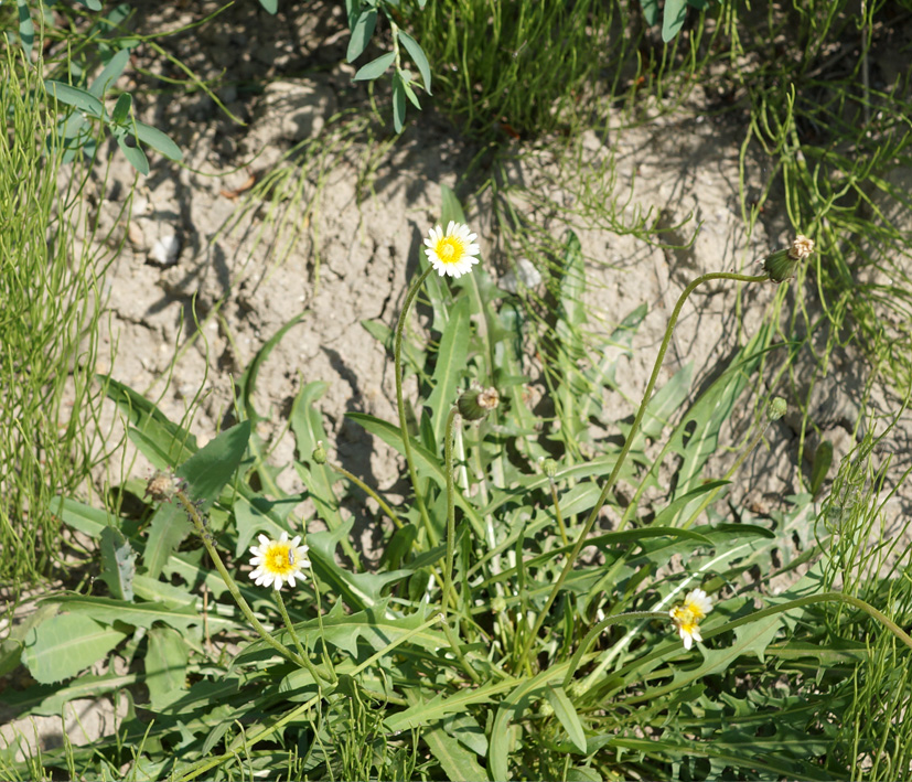 Image of Taraxacum leucanthum specimen.