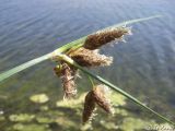 Bolboschoenus maritimus