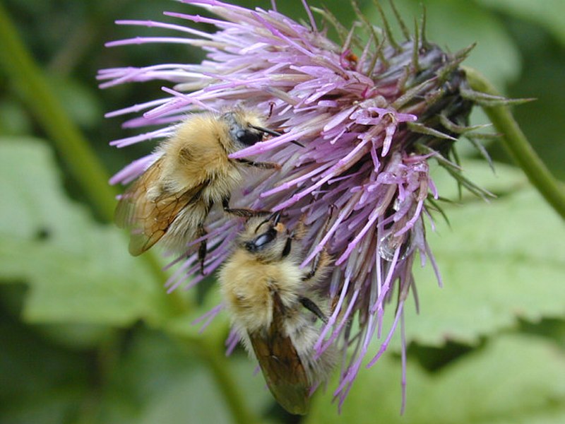 Image of Cirsium kamtschaticum specimen.