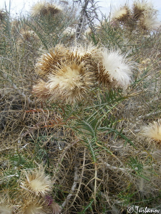 Image of Lamyra echinocephala specimen.