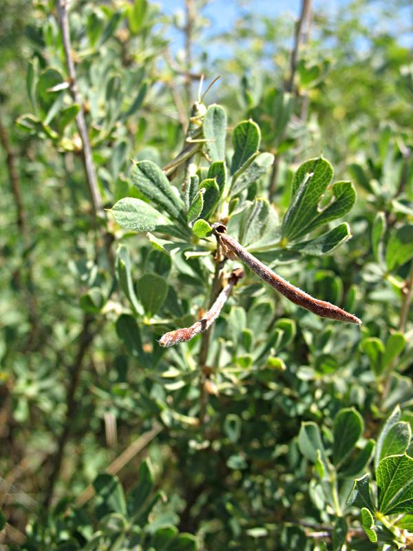 Image of Caragana mollis specimen.