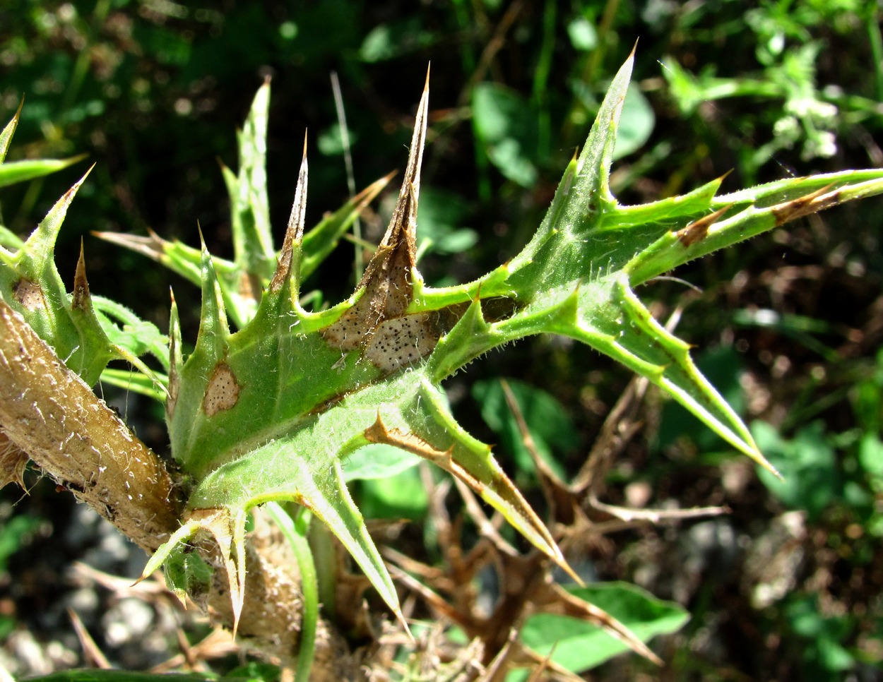 Image of Carthamus lanatus specimen.