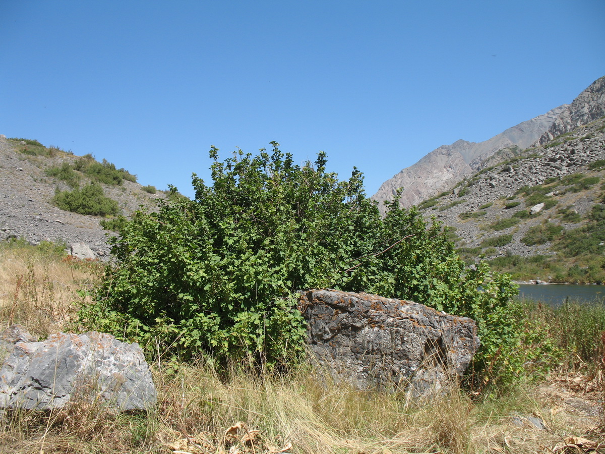 Image of Ribes meyeri specimen.