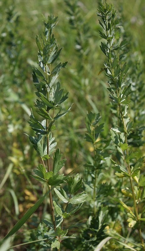 Image of Thalictrum simplex specimen.