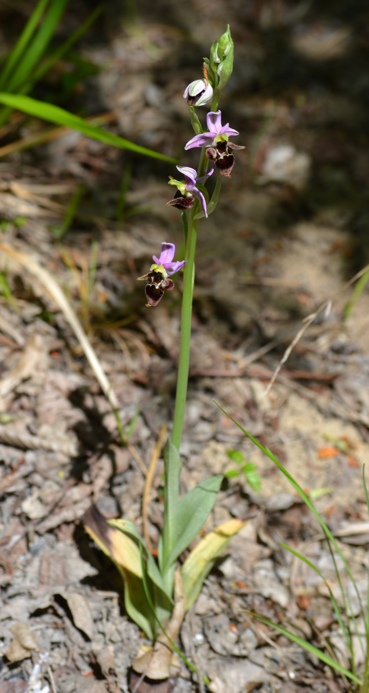 Image of Ophrys oestrifera specimen.