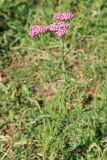 Achillea millefolium