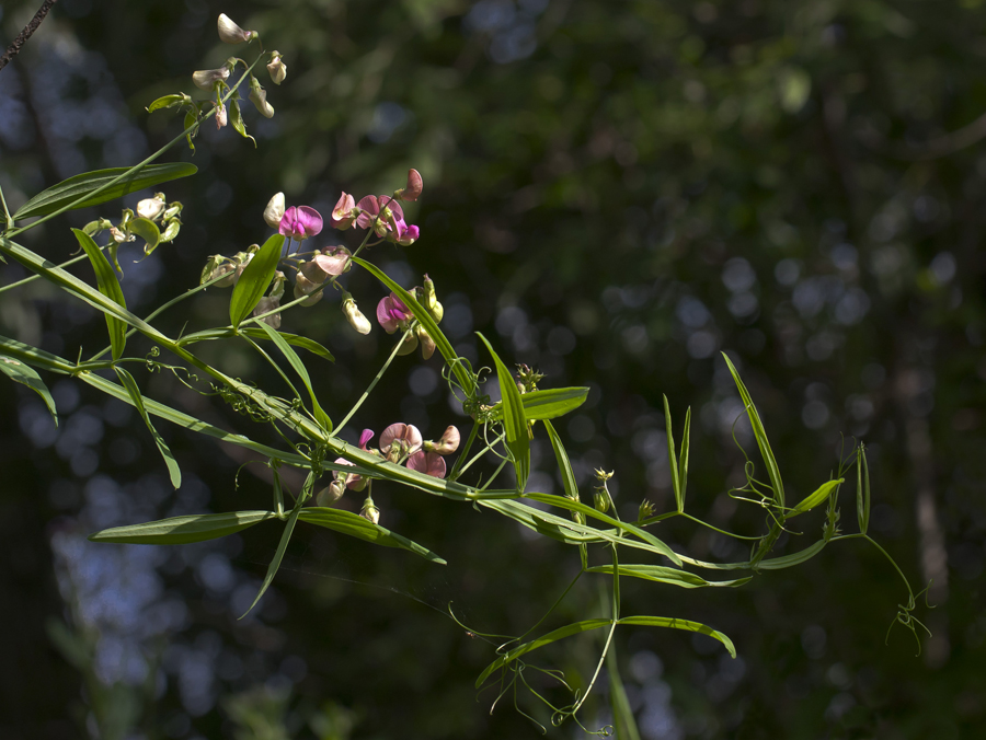 Image of Lathyrus sylvestris specimen.