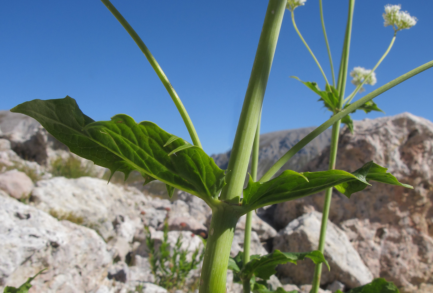 Image of Valeriana alliariifolia specimen.