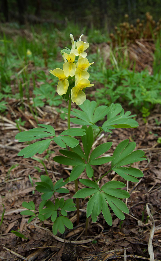 Изображение особи Corydalis bracteata.