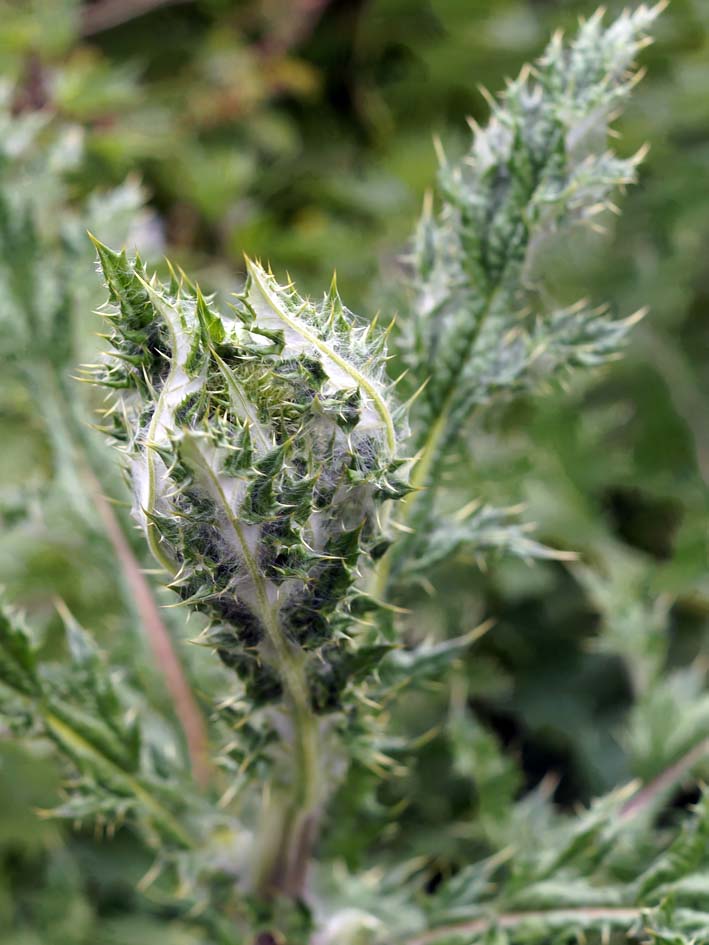 Image of Echinops chantavicus specimen.