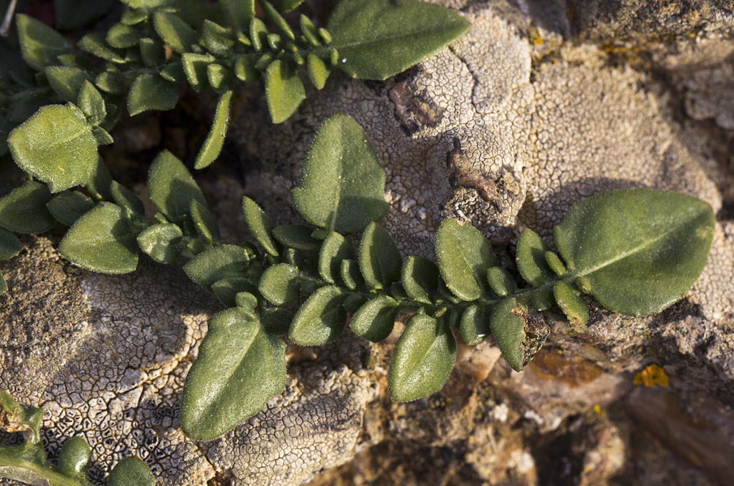 Image of Centaurea raphanina ssp. mixta specimen.