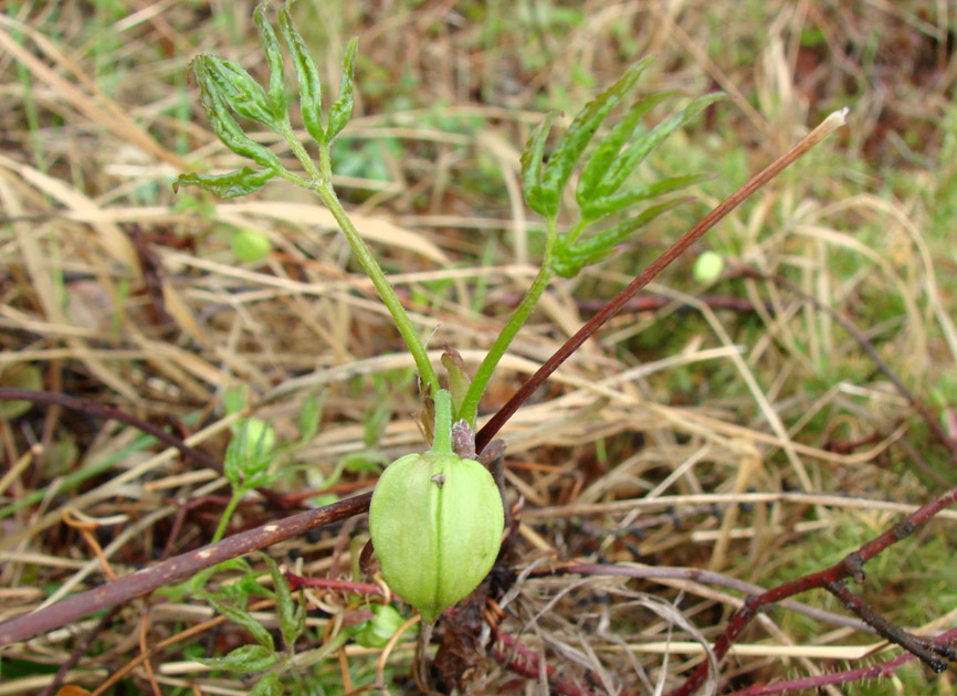 Image of Atragene sibirica specimen.