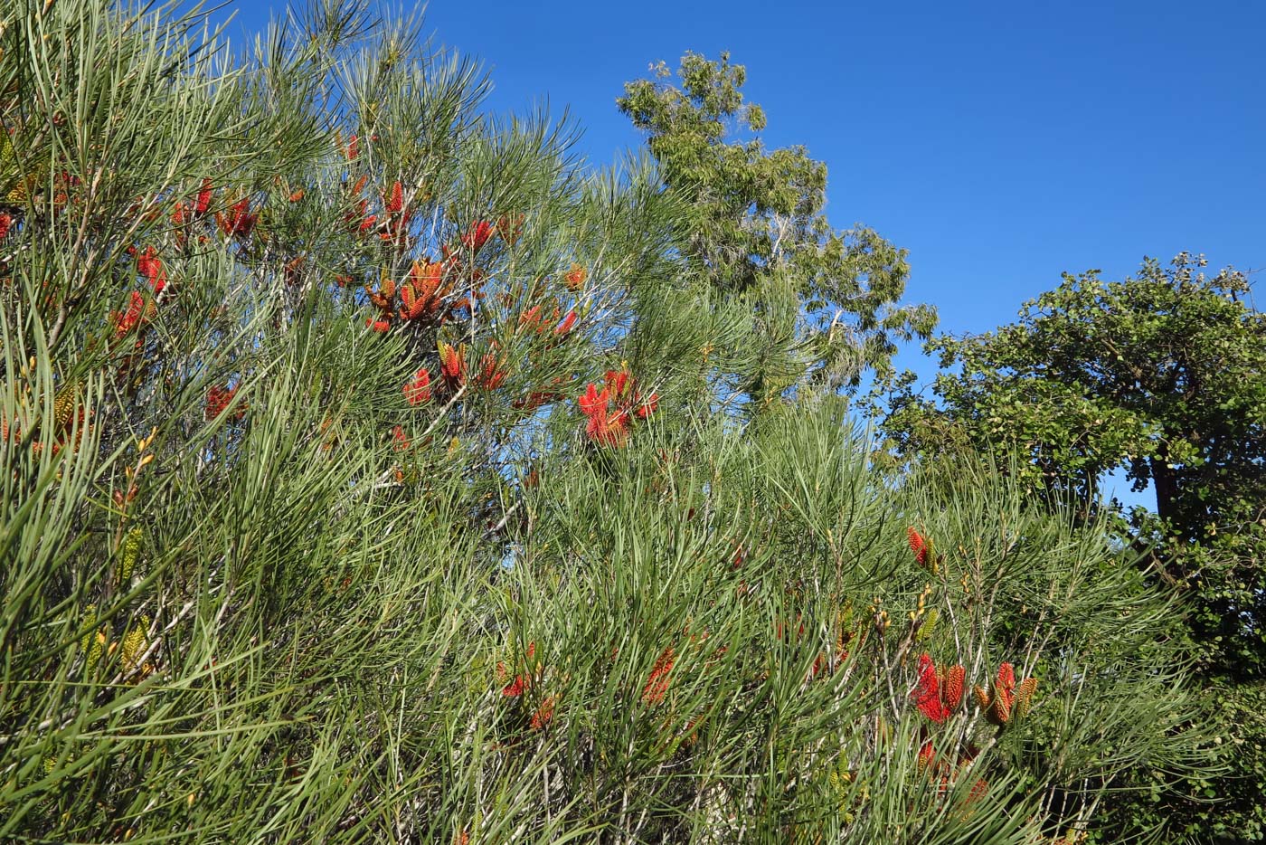 Image of Hakea bucculenta specimen.