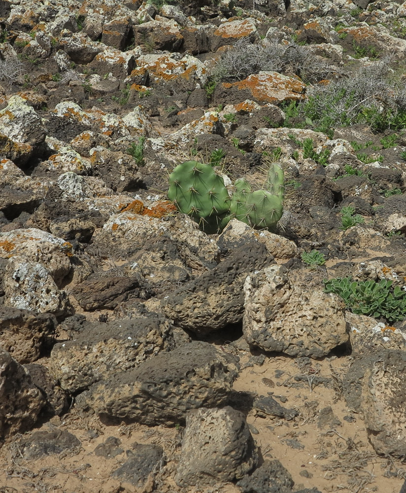 Image of Opuntia dillenii specimen.