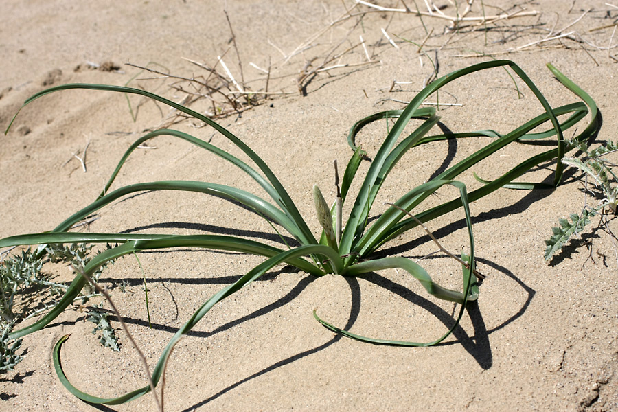 Изображение особи Eremurus inderiensis.