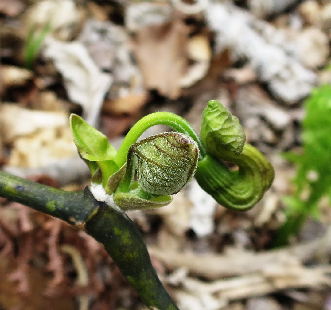 Изображение особи Aristolochia manshuriensis.