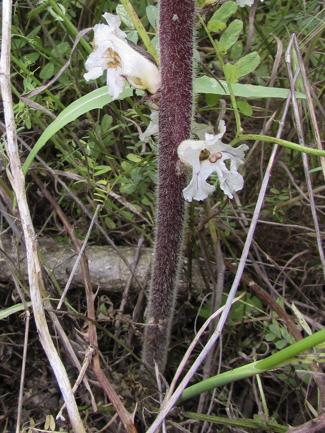 Image of Orobanche crenata specimen.