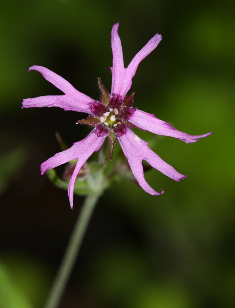 Image of Silene olgae specimen.