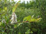 Salix phylicifolia. Ветвь с соплодиями. Ямало-Ненецкий автономный округ, Тазовский р-н, 30 км к югу от пос. Тазовский, окр. пос. Газ-Сале, пойма р. Нуны-Яха, заросли кустарников по высокому склону. 18 июля 2014 г.