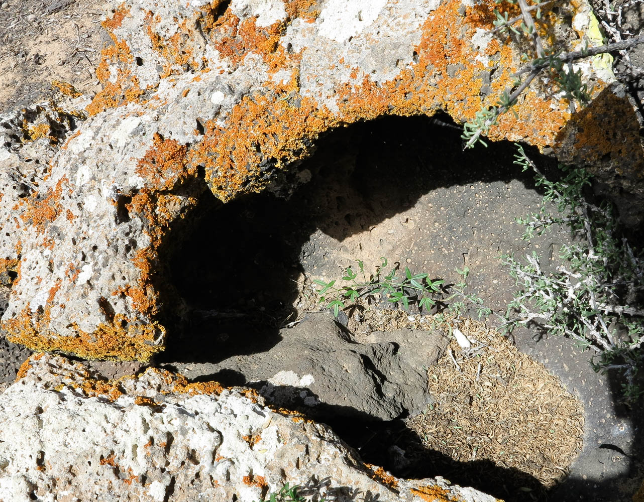 Image of Fagonia cretica specimen.