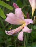 Lycoris squamigera