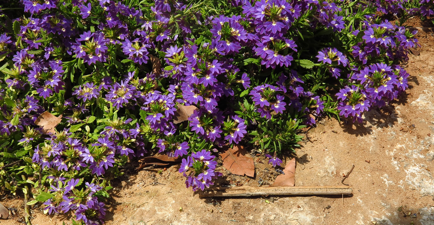 Image of Scaevola humilis specimen.