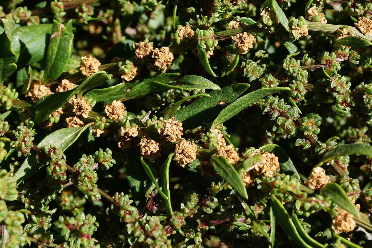 Image of Beta vulgaris specimen.