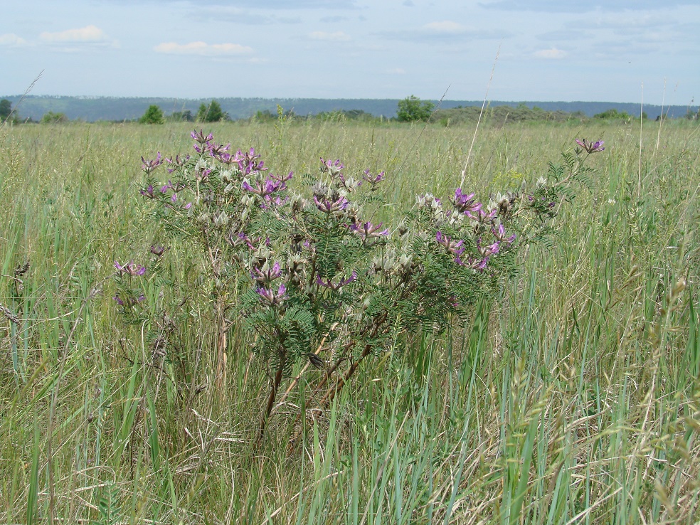 Изображение особи Astragalus suffruticosus.