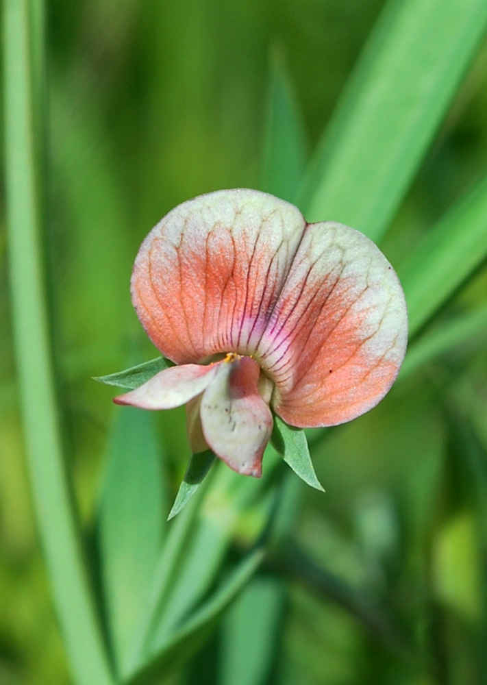 Image of Lathyrus cicera specimen.