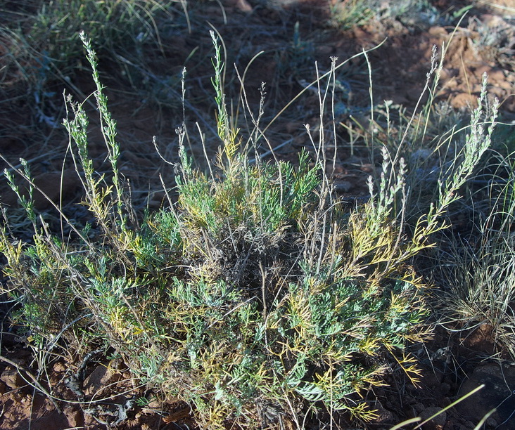 Image of Artemisia lessingiana specimen.