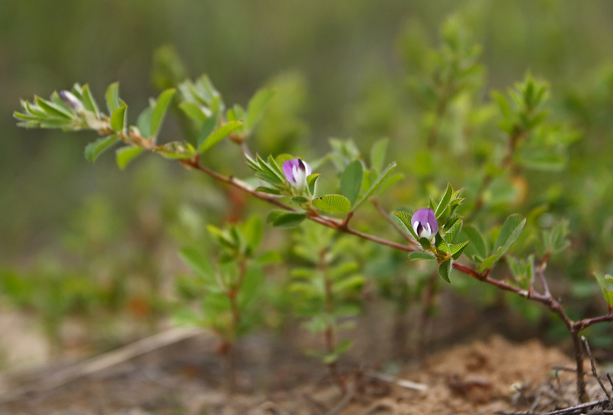 Изображение особи Kummerowia striata.