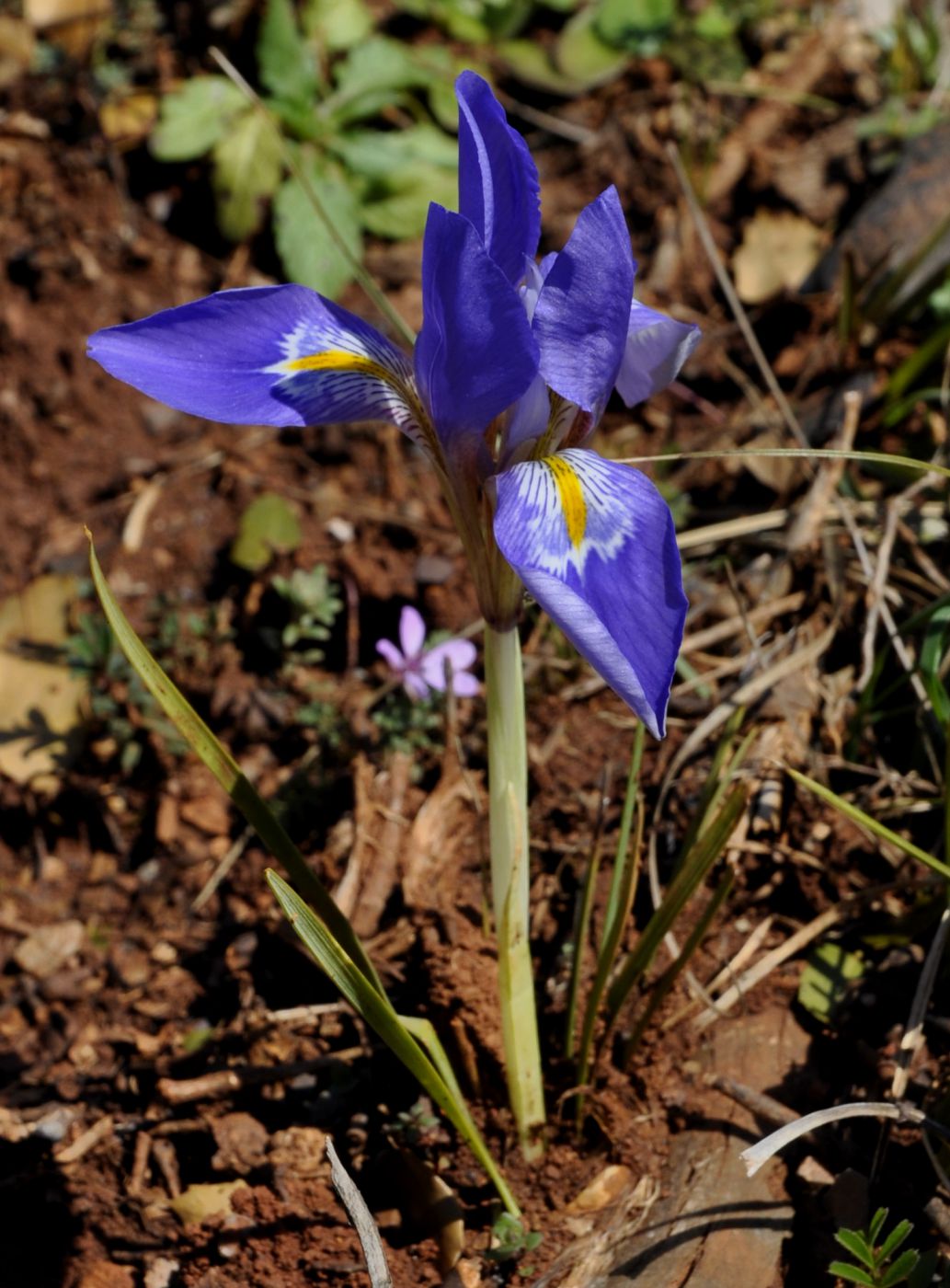 Изображение особи Iris unguicularis ssp. carica.